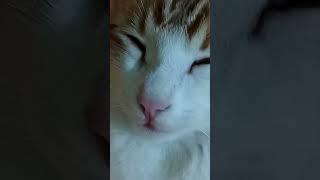 cat#shorts##cat# caramela# #want to sleep##قطة#كراميلا#تريد النوم#