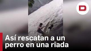 Un hombre arriesga su vida para salvar a un perro durante el ciclón Julia