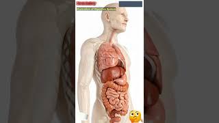 Digestive System Animation | Gut AI Art | 231