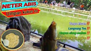 Doyan sekali ikannya.!! Umpan amis gurih ini bikin ikan besar-kecil makanin banget