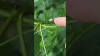 leaf hoppers play hide and seek #shorts #insects #nature