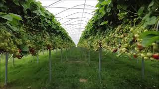 Der Gartenbau-Profi zu Besuch in den Feichtener Folientunnel von Gemüsebau Steiner