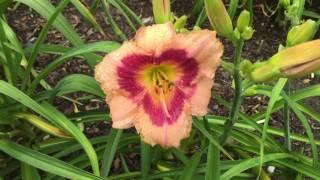 Daylily Hemerocallis Wineberry Candy Xanthorrhoeeactae