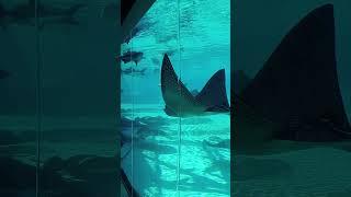 Stingrays & Sharks at Sea World Gold Coast - Underwater Aquarium ️