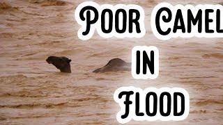 CAMELS STUCKED IN FLOOD #Camel #flood #Disaster #Landslide #doforpassion #harkishan