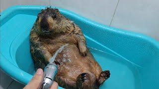 marmot lying down enjoying the shower