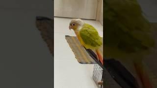 Happy bird  #birdfun #birds #parrot #heartwarmingmoments #pets #cockatiel #lovebirds #animals