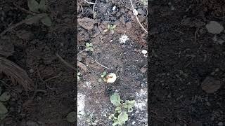 это личинка майского жука или ещё что то ? #деревня #сад