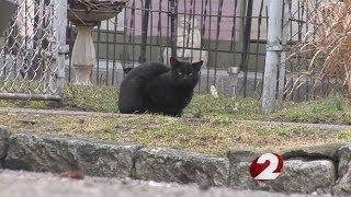 Cat neutering problems in Dayton