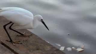 Умная цапля ловит рыбу на хлеб. Smart Heron Used Bread To Fish.