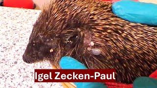 Hilfe für den von Zecken geplagten Igel Paul (25.03.2024), Nr. 168