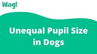 Unequal Pupil Size in Dogs | Wag!