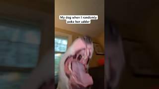 Sorry Pookie #dogs #shorts #funny #meme #cute