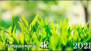 Макро природа 4k