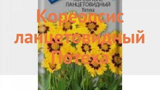 Кореопсис обыкновенный Ланцетовидный Потеха  обзор: как сажать, семена кореопсиса