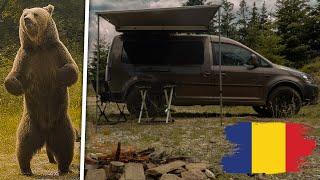 Bear Adventure in Romania | Roadtrip 2024 | VW Caddy