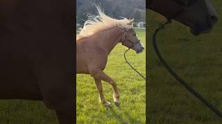 Up & Coming MFT Stallions! ABSOLUTELY STUNNING!  #horse #cowboys #stallion #stunninglook