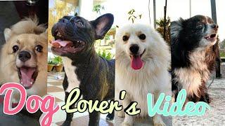 Only for Dog Lovers