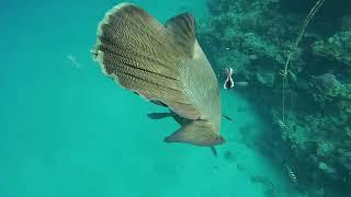 Рыба – Наполеон  в бухте Sharks bay. The Napoleon fish. Red sea. Egypt
