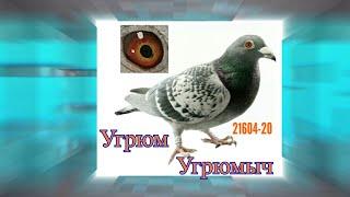 Угрюм Угрюмыч мой Чемпион с 900