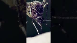 Mosquito Dubstep (Free Vocals & Sanna Hartfield) [Official Music Video]