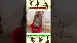 Monkey Linda uses a potty to pee