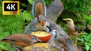 Cat TV for Cats to Watch  Funny Chipmunks, Birds, Squirrels ️ Videos for Cats to Watch NO ADS 4K