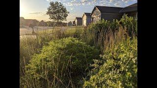 Native Plants for Bunny Resistance, Shade, Less Work, and Spring Pollinators