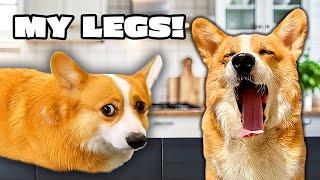 Talking Dog is Missing His LEGS 
