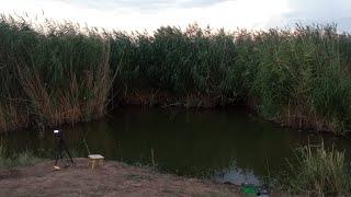 В ЭТОМ БОЛОТЕ ВОДИТСЯ КАРП И АМУР?! Я не поверил, пока сам не увидел! Рыбалка на поплавок.