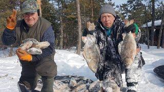 ЗА ТРОФЕЙНЫМ ОКУНЕМ в тайгу ХМАО Югры-2.  Окуни-мутанты.