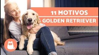 10 MOTIVOS que hacen a los GOLDEN RETRIEVER perros increíbles