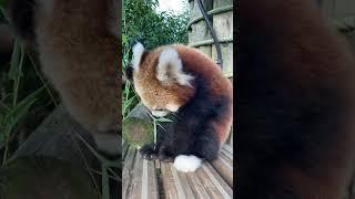 The cutest red panda cub in the world!  #wildlife #shorts #paradisewildlifepark #cuteanimals