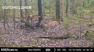 Олени и лоси на солонце днем.Фото и видео с фотоловушек Егерькам.