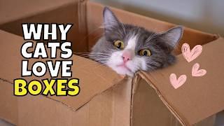 The Secret Behind Your Cat's Box Obsession (Why Cats Love Boxes)