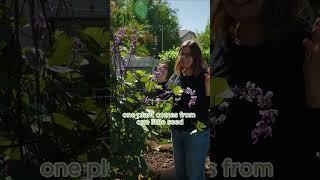 Purple Hyacinth Bean Vine