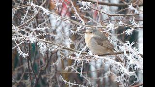 Weird plumage and colour confusion - leucistic birds