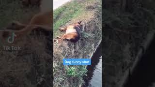 Epic Dog Fails