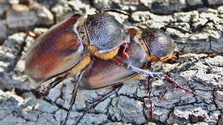 Propomacrus cypriacus biological life cycle - Video - Cyprus - by George Konstantinou