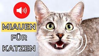 Miauen um Ihre Katze anzulocken  Katzen miauen sound