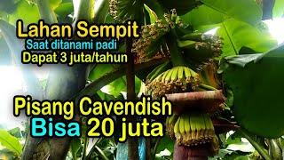 Budidaya pisang cavendish lahan sempit untung puluhan juta