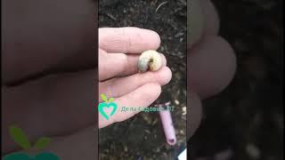 Отличие хорошей личинки от плохой. Личинка бронзовки.