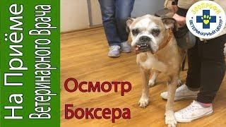 Осмотр Собаки у Ветврача/ О Боксере. Часть 1