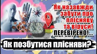 Як позбутися плісняви? Профілактика від вірусів, бактерій та грибків