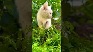 Pure Paws #pets #cute #cat