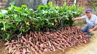 Growing Sweet Potatoes at Home for High Yield, Easy for Beginners