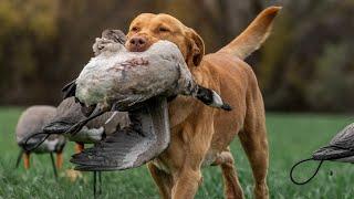 NO BS JUST RAW GOOSE HUNTING HERE IN KANSAS!!