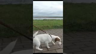 Dog pair uthakar toilet kyon karta hai ?