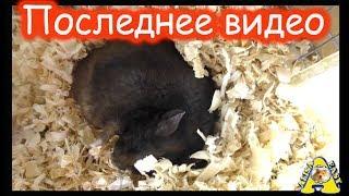 Последнее видео хомки МАКСА...