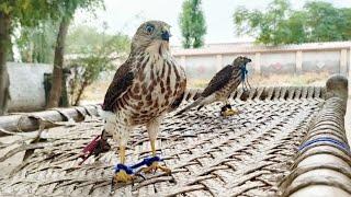 Taming and training of new shikras ||Shikra for falconry and hunting || Raptors Today